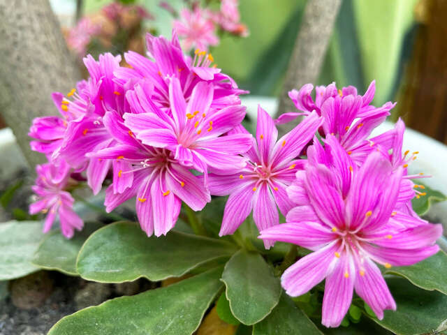 Гостиница Камена Анапа-29