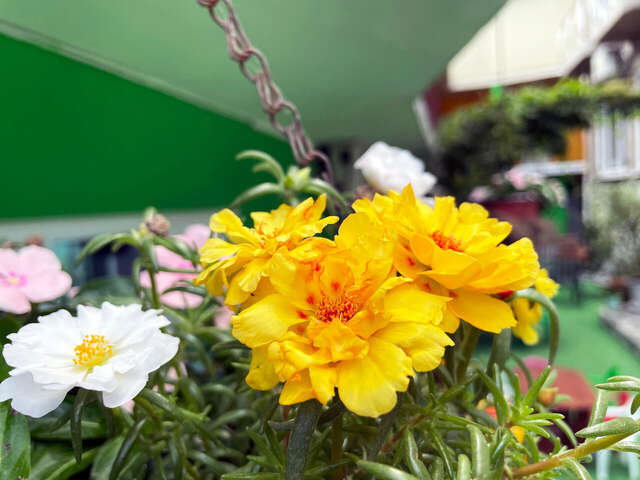 Гостиница Камена Анапа-25