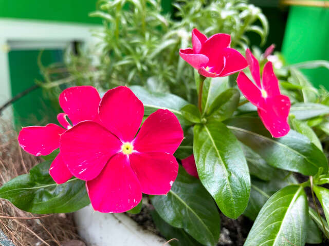 Гостиница Камена Анапа-16